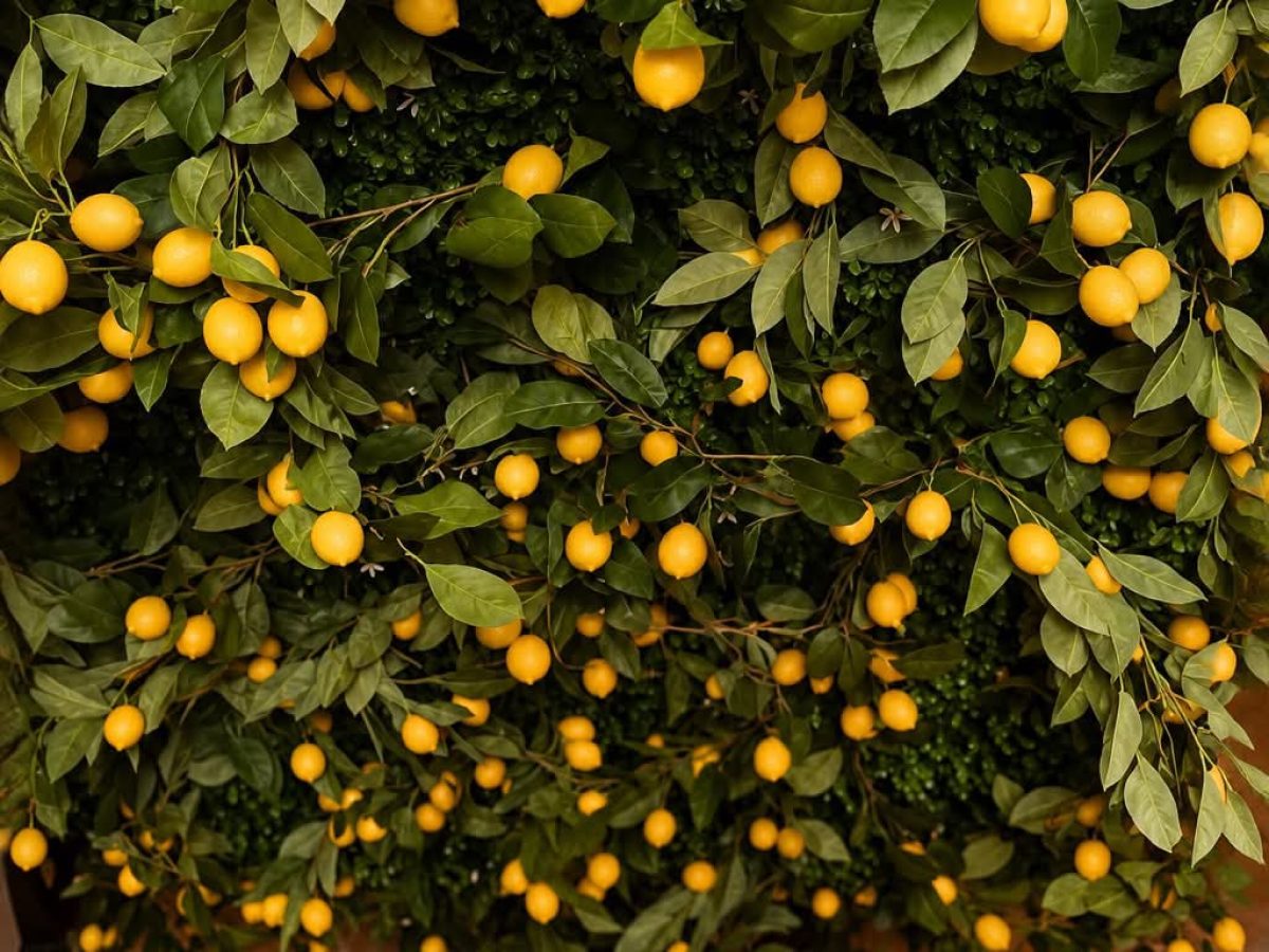 limon